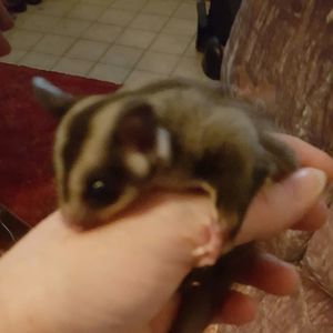 Meet your Posher, Debbie